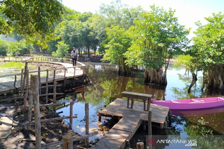 10-destinasi-wisata-hutan-mangrove-terbaik-di-bengkulu