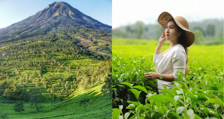 10-destinasi-wisata-kebun-teh-yang-paling-menarik-di-indonesia