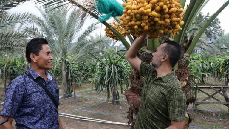 kebun-kurma-menghadirkan-wisata-seru-dan-berkesan