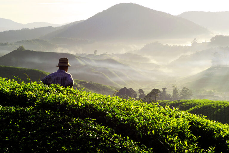 keindahan-wisata-perkebunan-yang-menakjubkan-di-indonesia