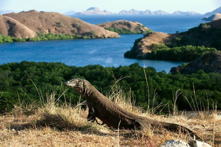 menikmati-keindahan-komodo-dengan-bis-wisata-terbaik