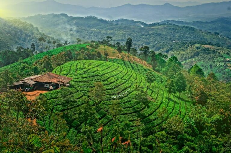 menikmati-keindahan-wisata-kebun-teh-majalengka-yang-spektakuler