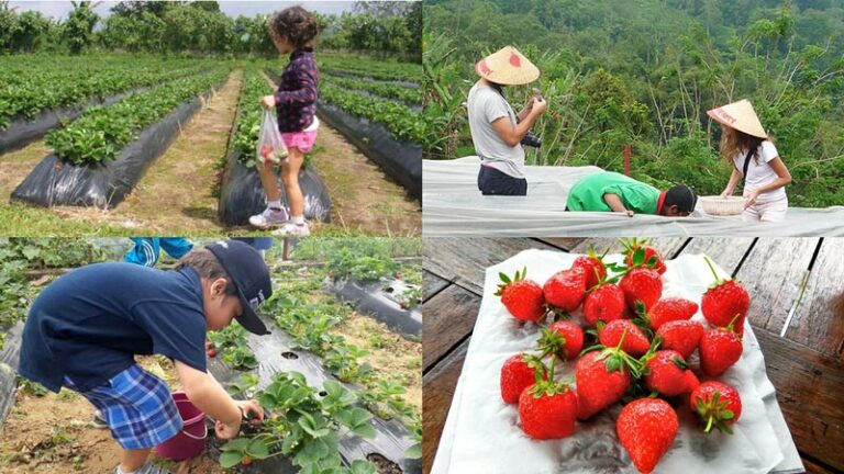 petik-buah-destinasi-wisata-asyik-untuk-menikmati-buah-segar