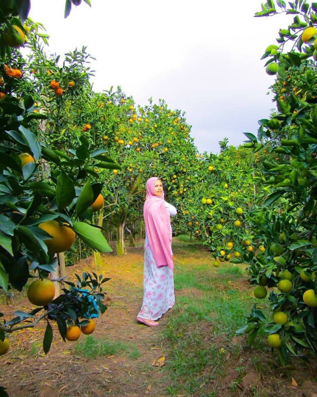 petik-jeruk-malang-liburan-menyenangkan-di-tengah-kebun-raya