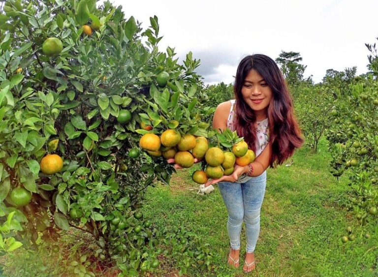 temukan-wisata-petik-jeruk-terdekat-untuk-berlibur-seru