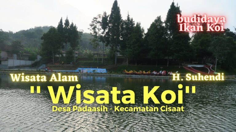 wisata-koi-h-suhendi-pesona-ikan-koi-di-indonesia