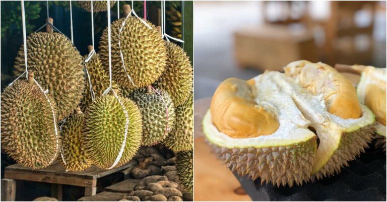 7-wisata-durian-terbaik-di-indonesia-untuk-penggemar-buah-durian